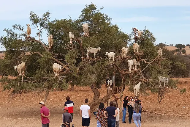 Goats standing in the branches of an argan tree while visitors watch