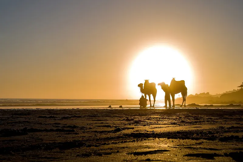 Two camels and their handler silhouetted against a low, bright sunset in Morocco