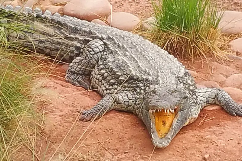 A large Nile crocodile resting open-mouthed on red earth beside tall grass at Crocoparc