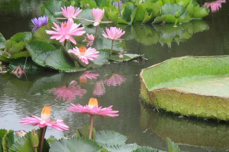 Pink water lilies and a giant round lily pad in a pond at Crocoparc