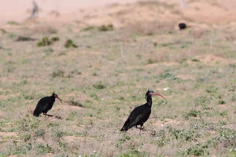 Two northern bald ibises with long curved red bills feeding on grassy steppe