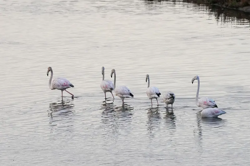 A group of greater flamingos wading in calm water at Souss-Massa